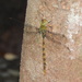 Helen's Darner - Photo (c) Eric Hough, some rights reserved (CC BY-NC), uploaded by Eric Hough