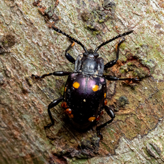 Gerstaeckerus sexguttatus