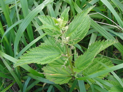 Urtica platyphylla