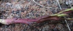 Striga gesnerioides image