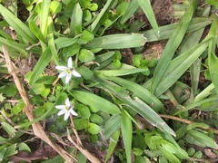 Lobelia hederacea