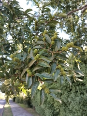 Nothofagus alpina
