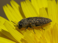 Acmaeodera rubromaculata