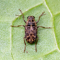 Litocerus