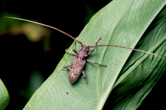Acalolepta rusticatrix
