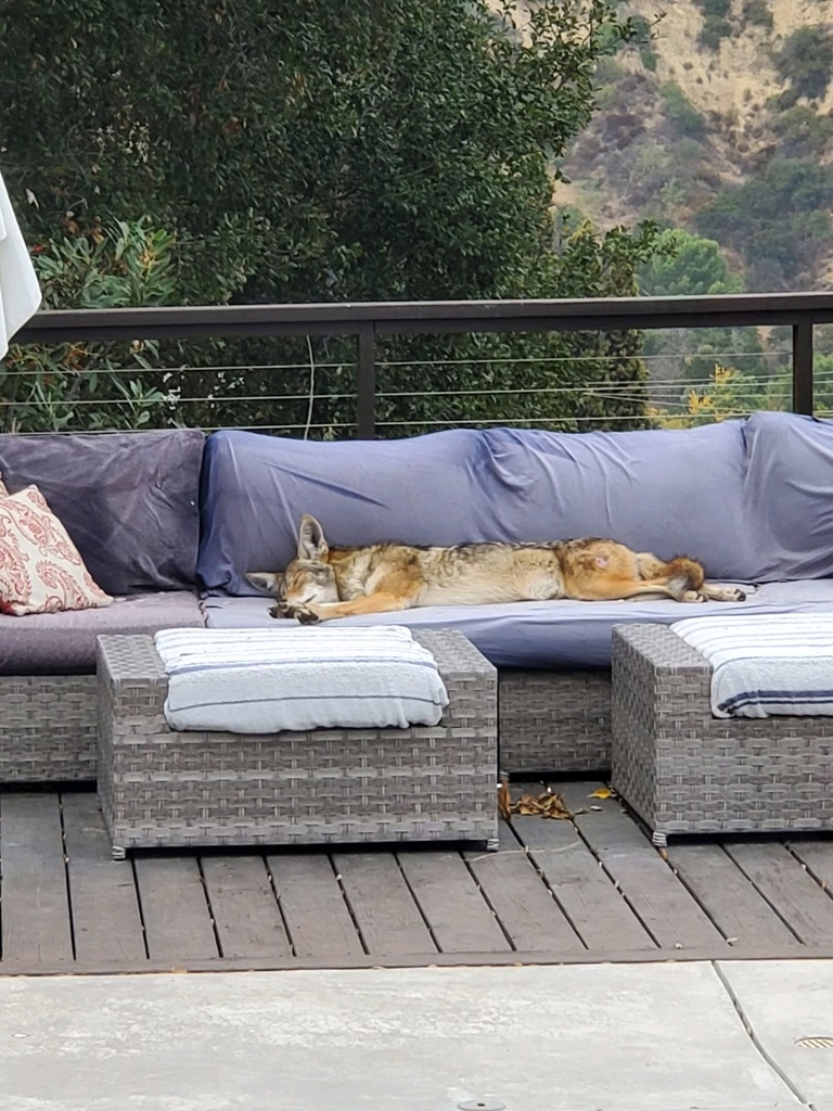 Coyote