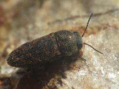 Acmaeodera rubromaculata