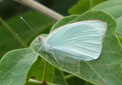 Ascia monuste automate