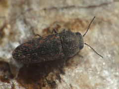 Acmaeodera rubromaculata