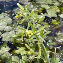 Ranunculus sceleratus multifidus