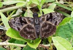 Ebrietas anacreon anacreon