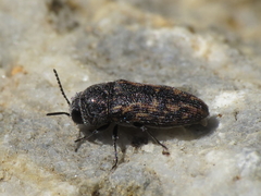 Acmaeodera rubromaculata