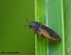 Acmaeodera cecropia