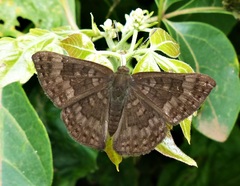 Emesis ocypore zelotes