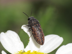 Acmaeodera rubromaculata