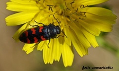 Acmaeodera quadrizonata