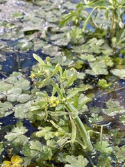 Ranunculus sceleratus multifidus