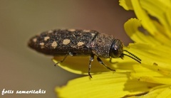 Acmaeodera saxicola minoa