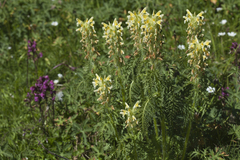 Pedicularis condensata