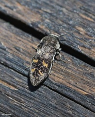 Acmaeoderella flavofasciata