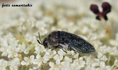 Acmaeoderella villosula