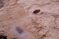 Litargus connexus