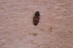 Synchita undata