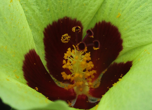 Hibiscus calyphyllus