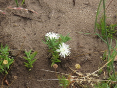 Mesembryanthemum canaliculatum