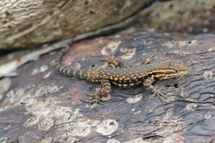 Sceloporus megalepidurus pictus