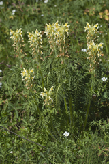 Pedicularis condensata