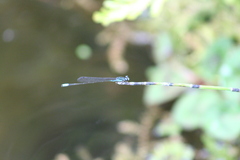 Acanthagrion quadratum