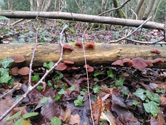 Auricularia auricula-judae