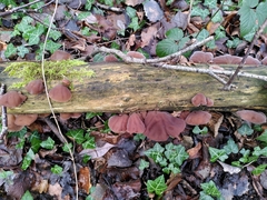 Auricularia auricula-judae