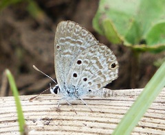 Hemiargus hanno hanno