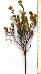 Hermannia salviifolia