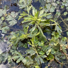 Ranunculus sceleratus multifidus