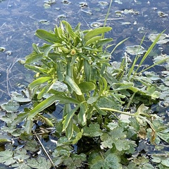 Ranunculus sceleratus multifidus