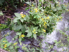 Greenmaniella resinosa