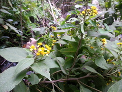 Greenmaniella resinosa