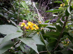 Greenmaniella resinosa