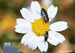 Anthaxia hypomelaena