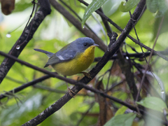 Setophaga pitiayumi
