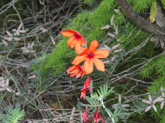 Watsonia stenosiphon