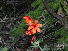 Watsonia stenosiphon