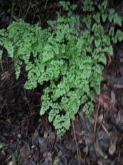 Adiantum tricholepis