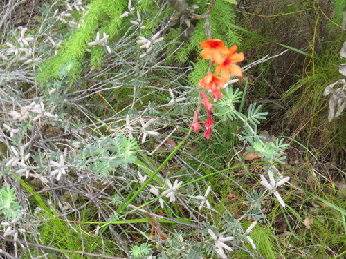 Image of Watsonia stenosiphon by (c) Jeremy Gilmore, some rights reserved (CC BY)