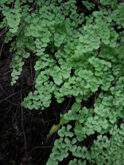 Adiantum tricholepis