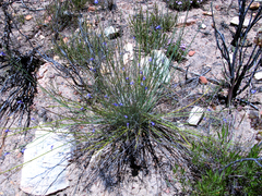 Lobelia linearis
