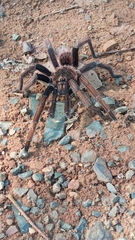 Sericopelma